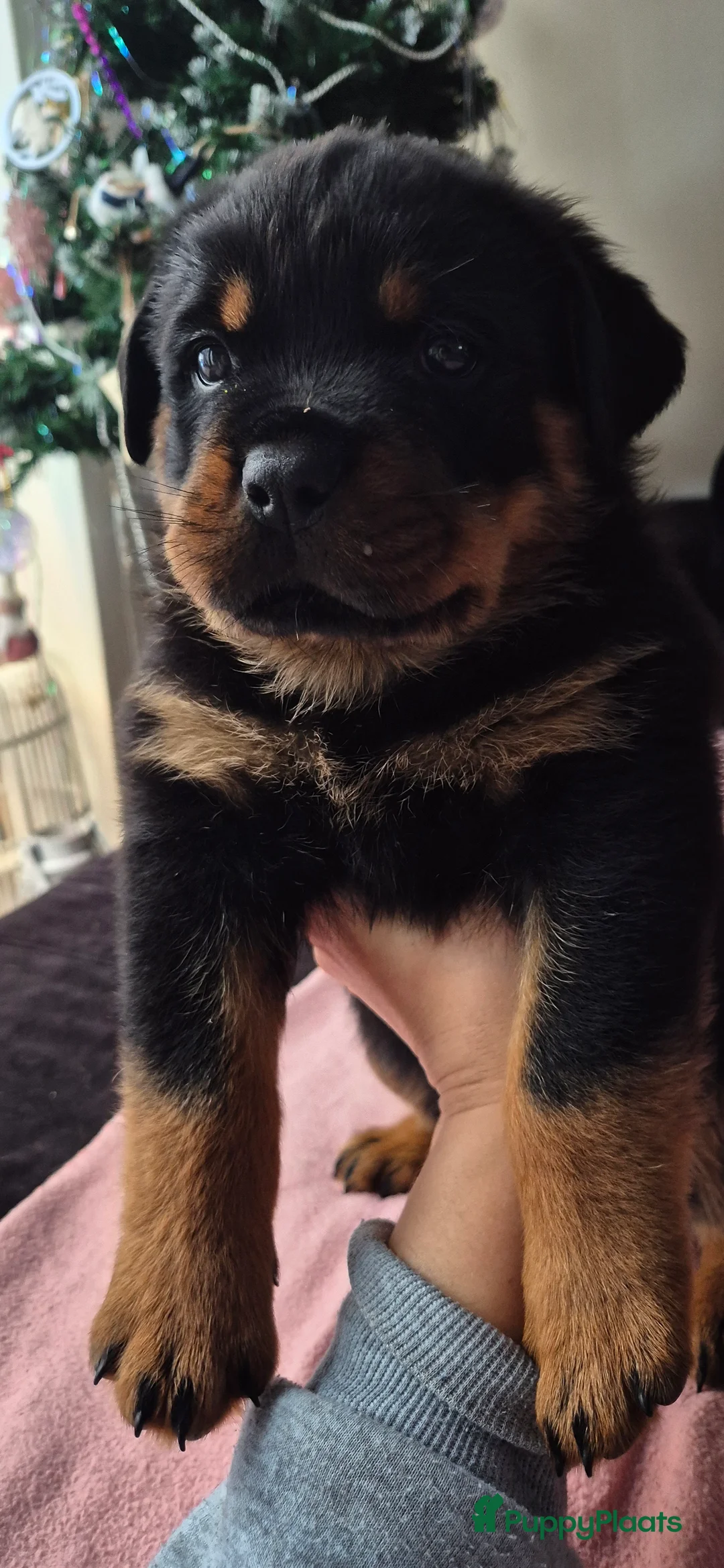 Rottweiler honden te koop: Litter F  - Advertentie 3