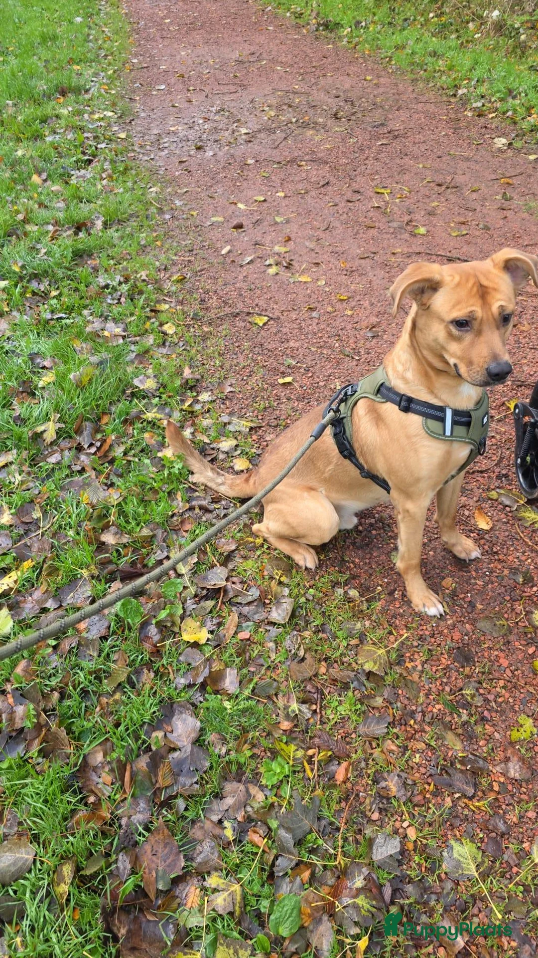 Kruising honden te koop: Mix 1,5 jaar oud in Velsen-Noord - Advertentie 2