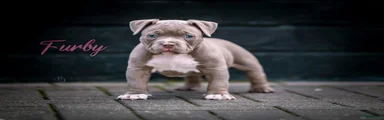 Amerikaanse Bully Puppy 5