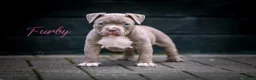 Amerikaanse Bully honden te koop: Amerikaanse pocket bully teefjes  - Advertentie 2