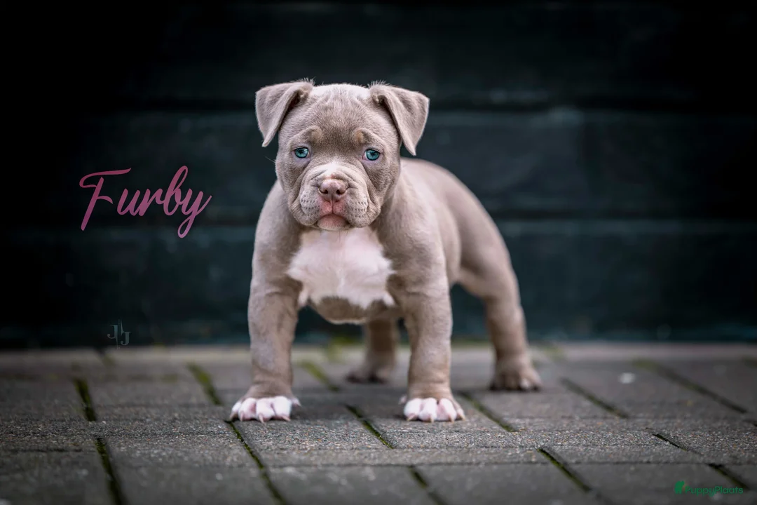 Amerikaanse Bully honden te koop: Amerikaanse pocket bully teefjes  - Advertentie 2