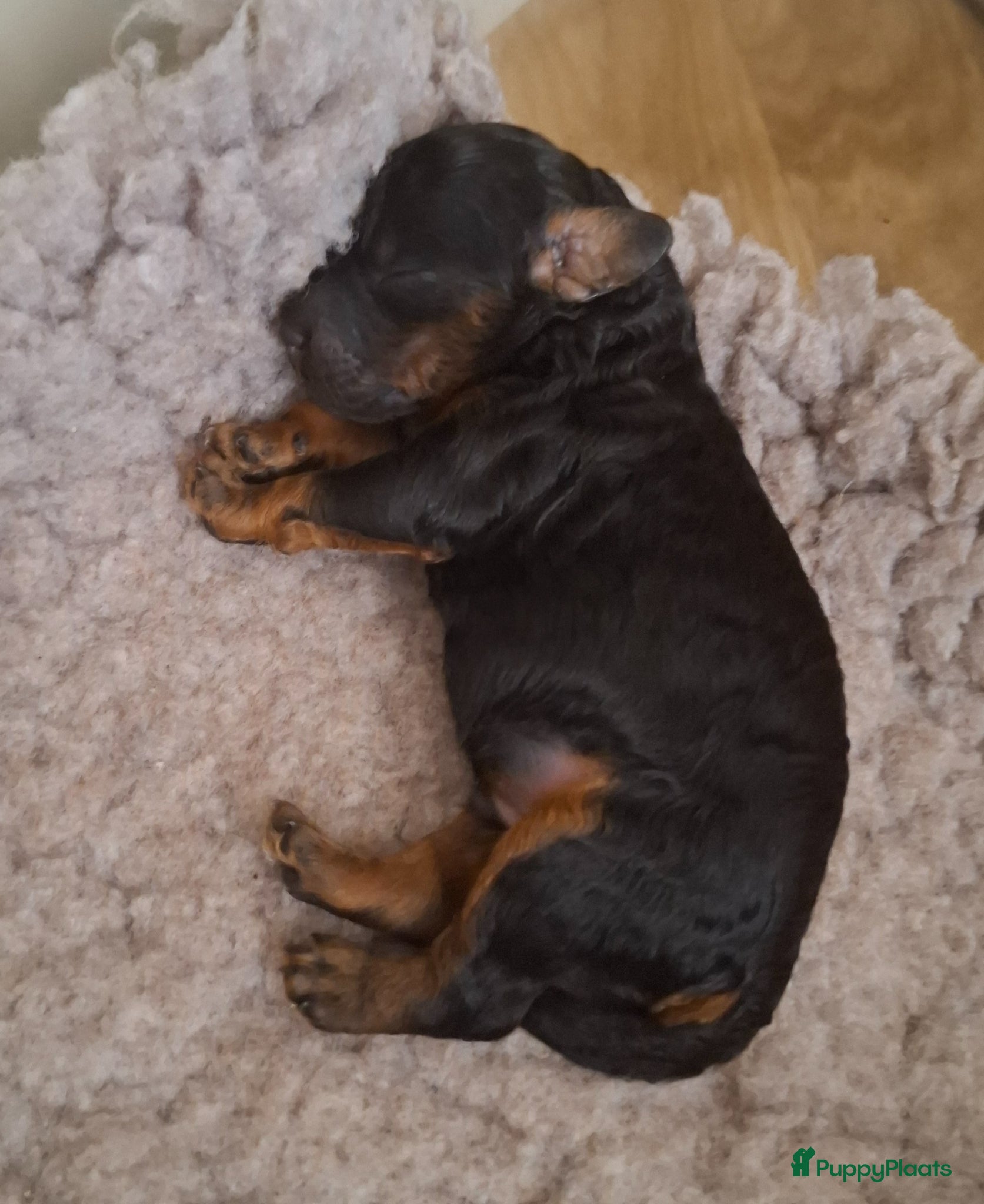 Kruising honden 🩷💙GEBOREN Toy / dwerg poedel pups STAMBOOM 🩷💙 - Advertentie 2