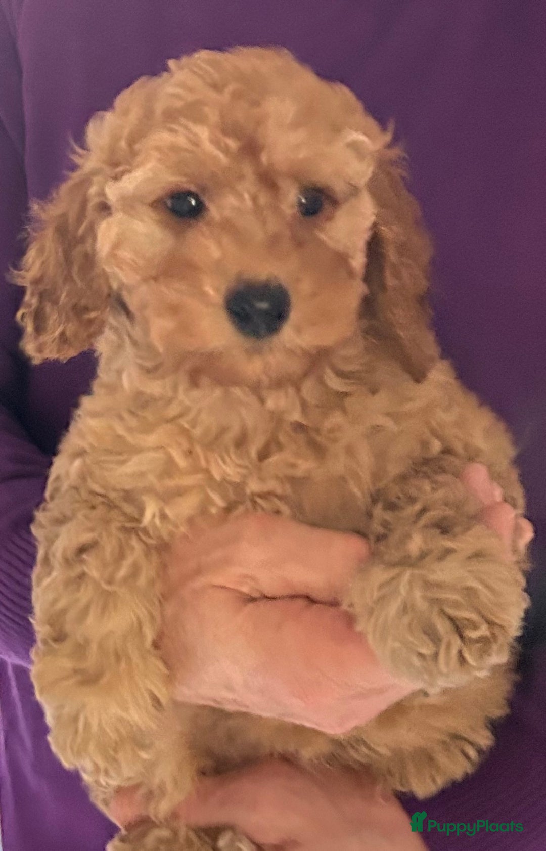 Dwergpoedel honden te koop: Dwergpoedel middellang lief en aanhankelijj - Advertentie 3