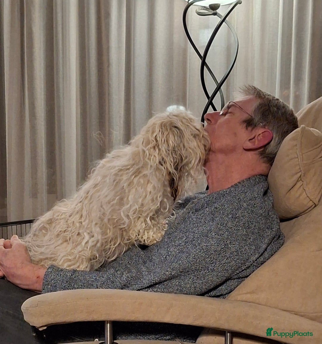 Galerij afbeelding {{count}}