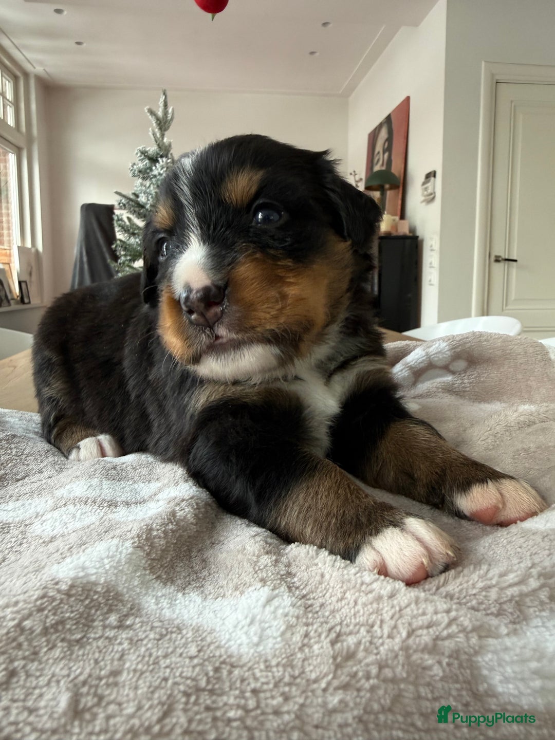 Berner Sennenhond honden te koop: Berner Sennen puppy's zoeken een liefdevol huis - Advertentie 19