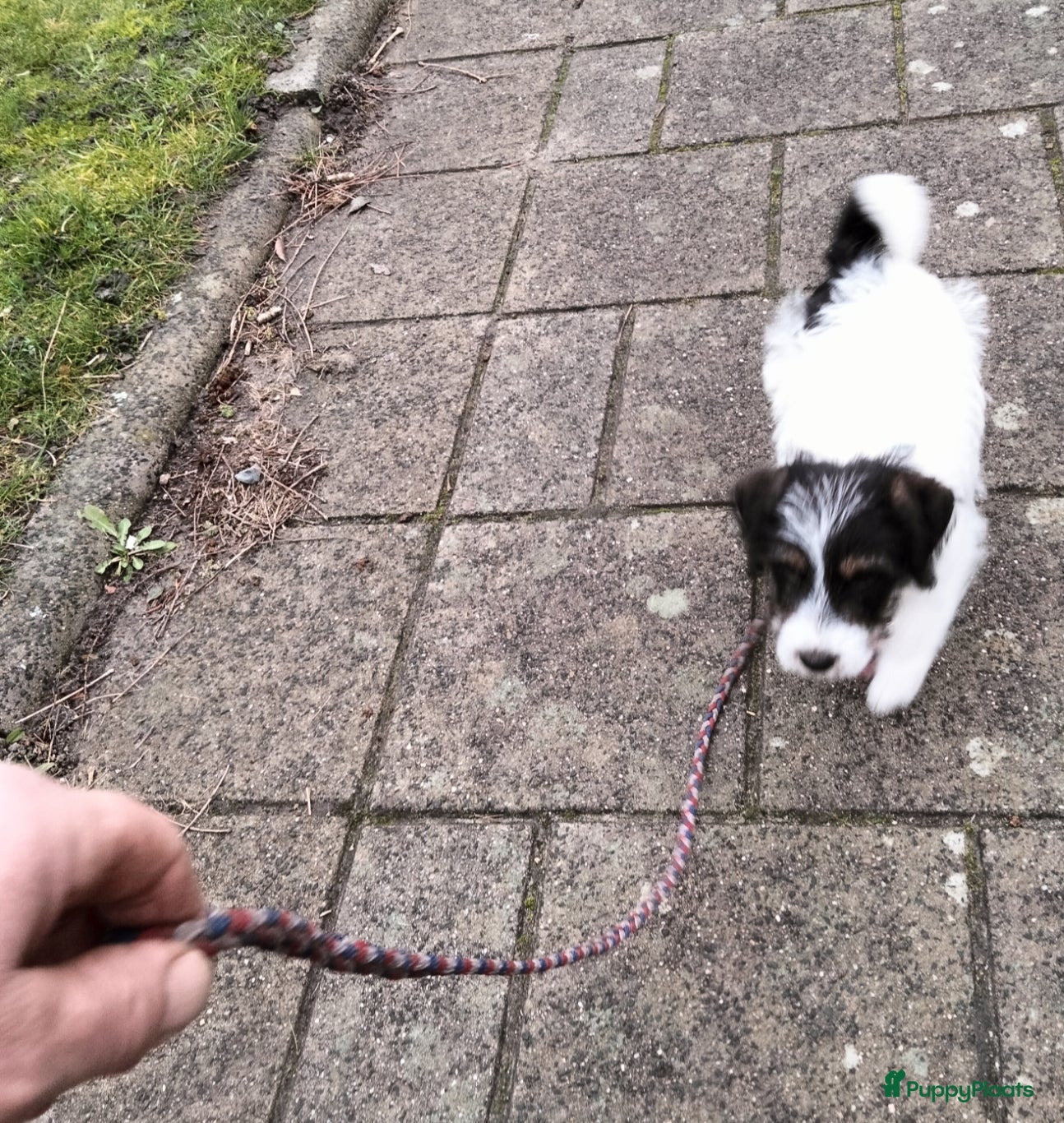 Jack Russel Terriër honden Jack Russell pup reutje met stamboom - Advertentie 2