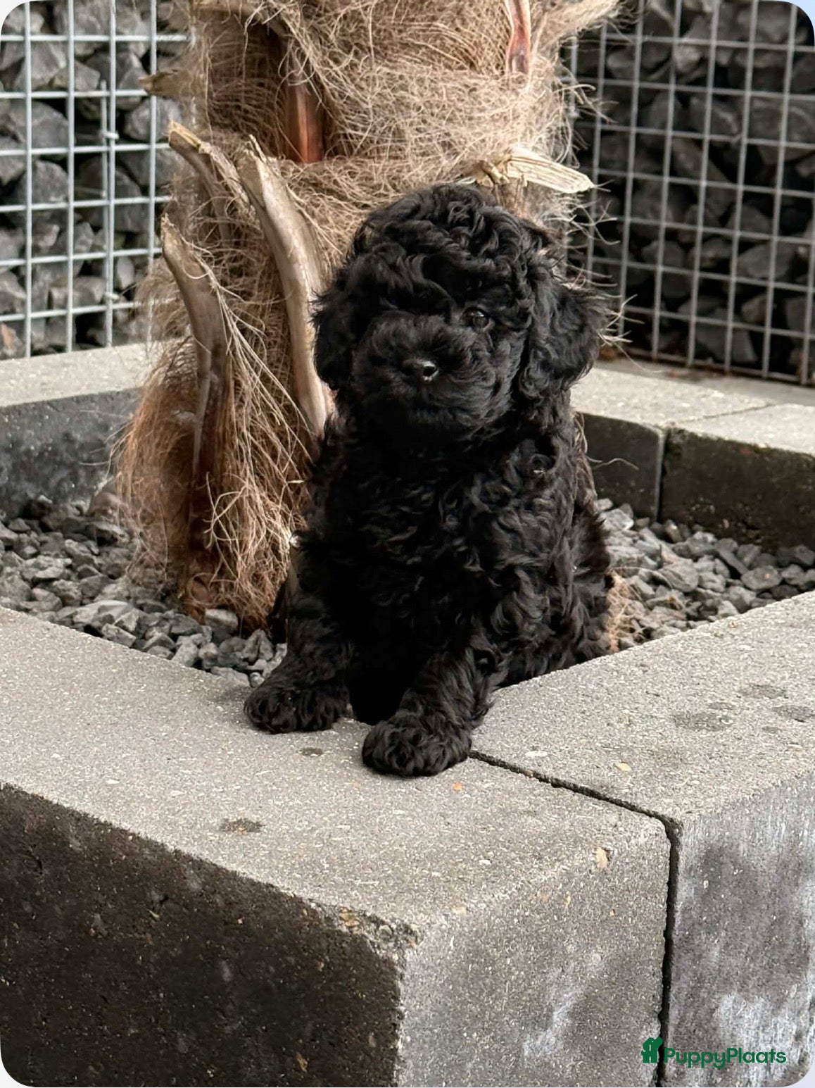 Poedel Toy honden Wegens anulering zwart toy poedel reutje - Advertentie 1