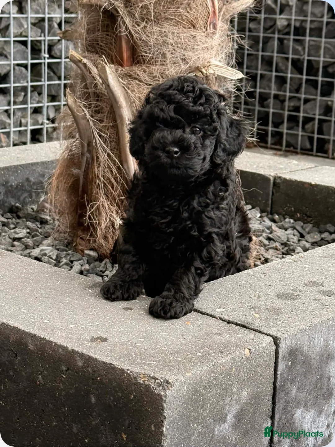 Poedel Toy honden te koop: Wegens anulering zwart toy poedel reutje - Advertentie 1