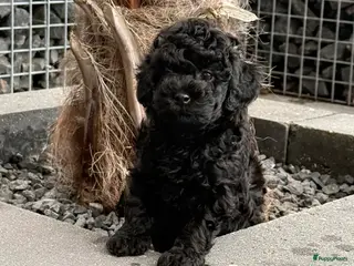 Poedel Toy honden te koop: Wegens anulering zwart toy poedel reutje - Advertentie 2