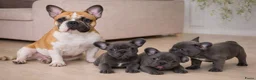 Franse Bulldog honden te koop: Franse Bulldog pups - Advertentie 1