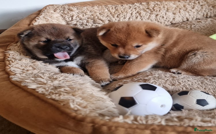 Shiba honden Shiba inu pups met f.c.i stamboom  - Advertentie 2