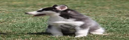 Siberische Husky honden te koop: Husky pup - Advertentie 9