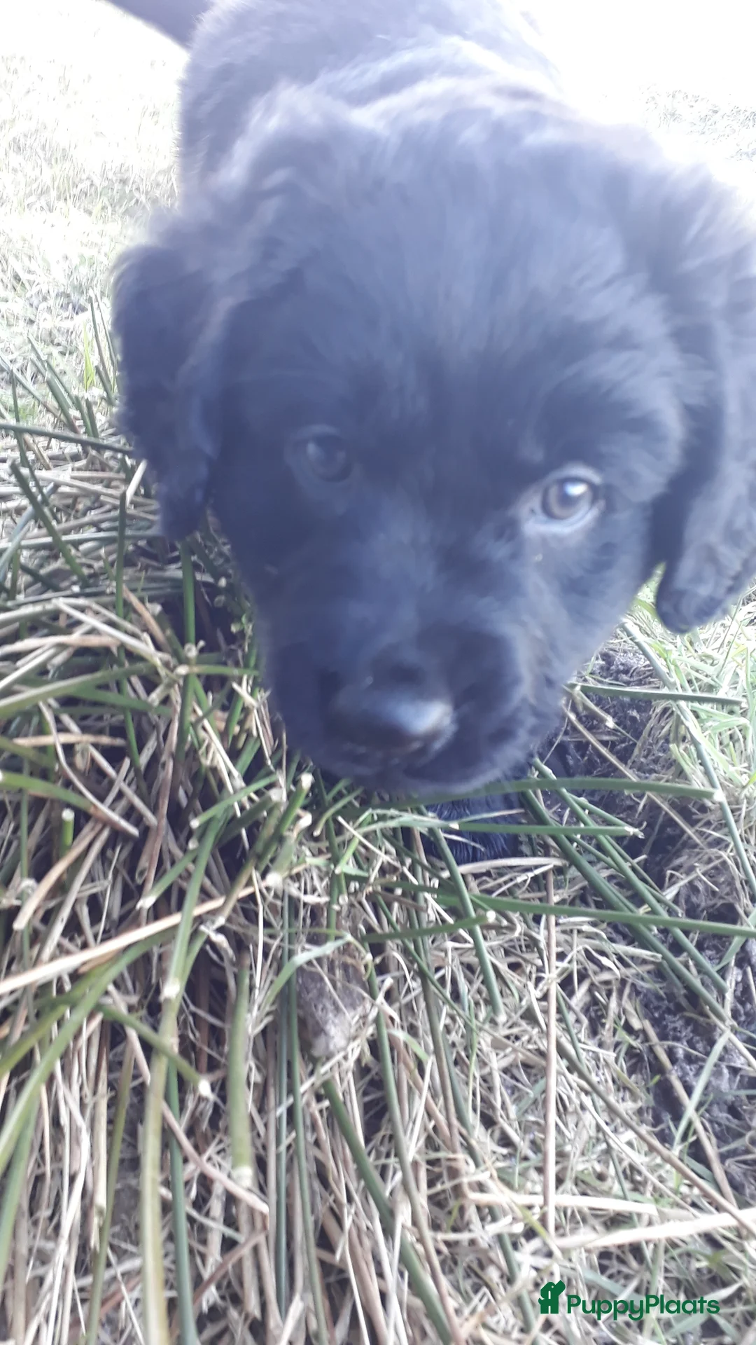 Kruising honden te koop: Enthousiaste Labrador X Friese Stabij pups - Advertentie 20