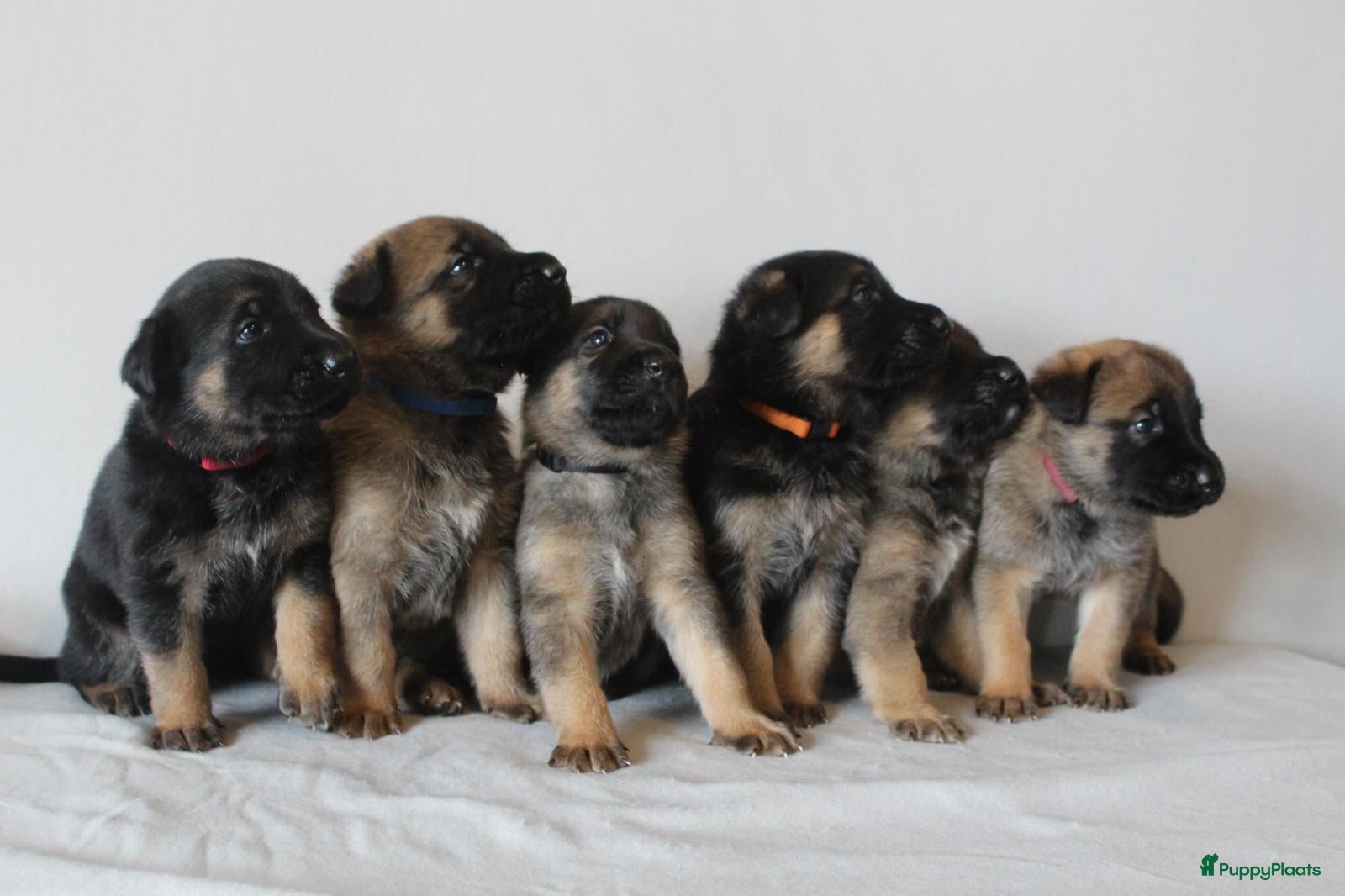 Kruising honden Mechelse herder x Duitse herder pups - Advertentie 3