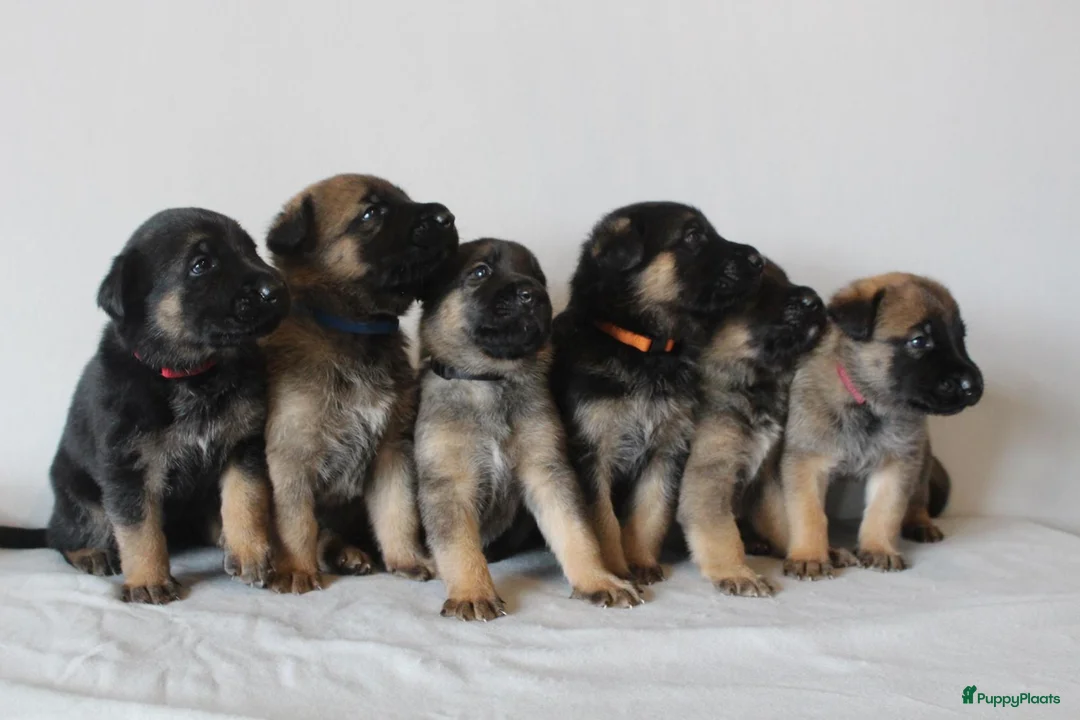 Kruising honden te koop: Mechelse herder x Duitse herder pups - Advertentie 1