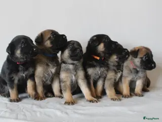 Kruising honden Mechelse herder x Duitse herder pups - Advertentie 3