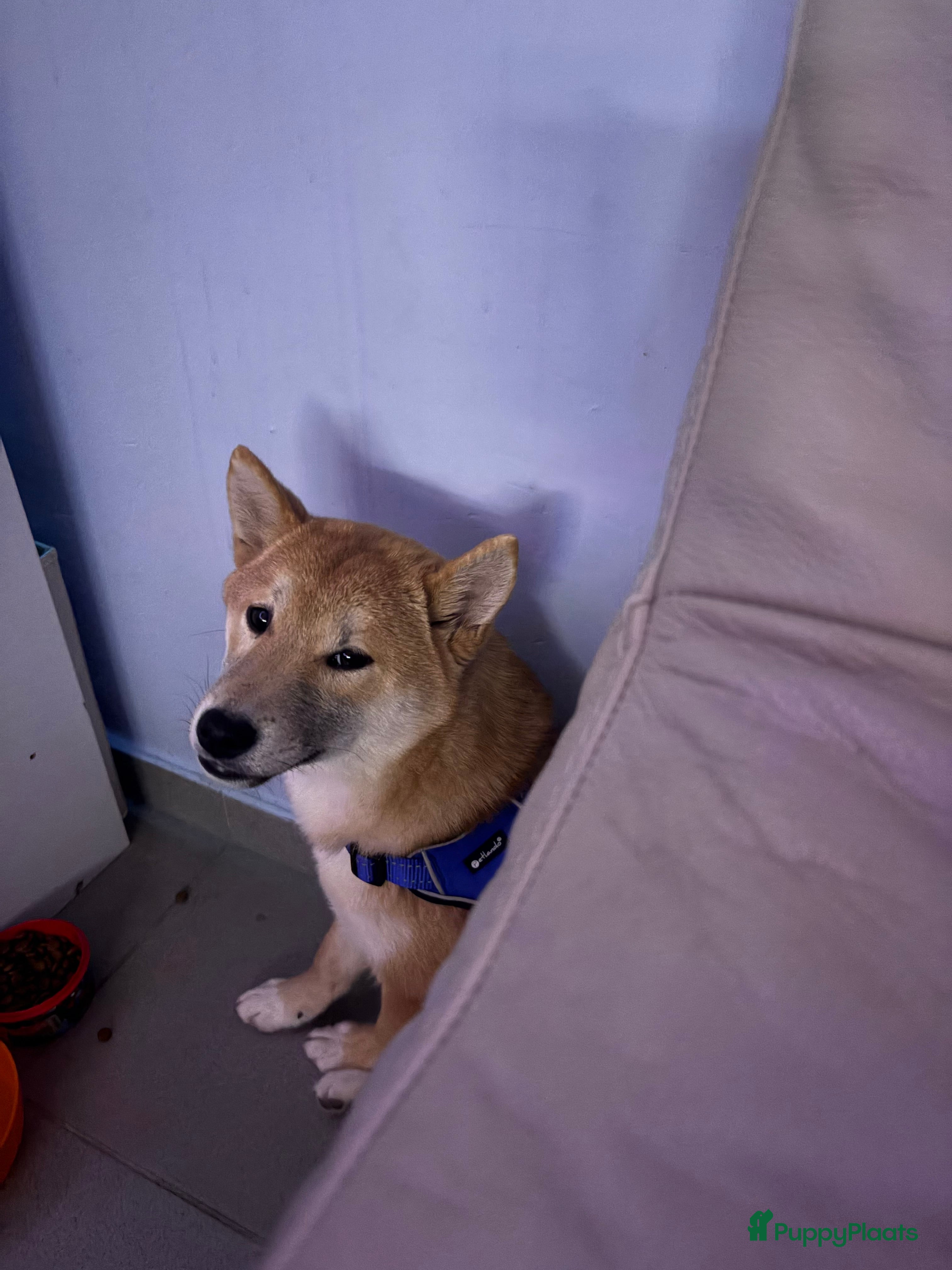 Shiba honden Lieve mooi mannelijk hondje  - Advertentie 1