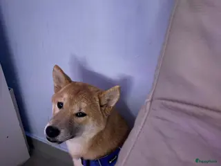 Shiba honden Lieve mooi mannelijk hondje - Advertentie 1