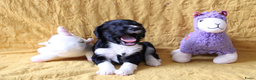 Barbet honden te koop: Barbet pups - Advertentie 31