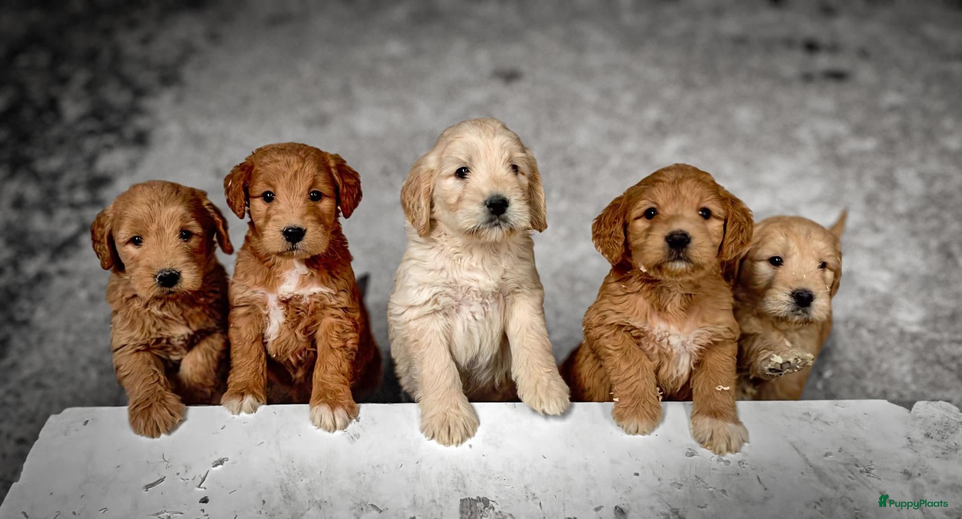Goldendoodle honden te koop: Golden doodle pups  - Advertentie 3
