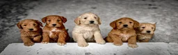 Goldendoodle honden te koop: Golden doodle pups  - Advertentie 1