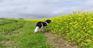 Friese Stabij honden - Advertentie 13