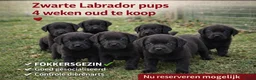Labrador Retriever honden te koop: Zwarte labrador pups mogen naar nieuw huis - Advertentie 2
