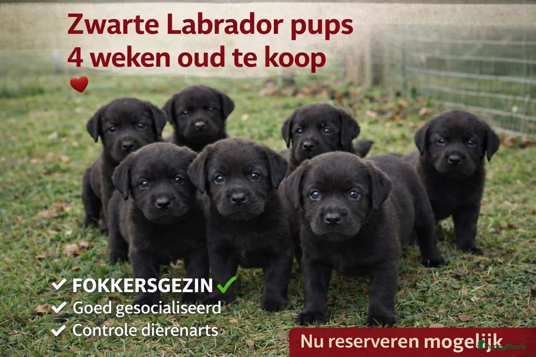 Labrador Retriever honden te koop: Zwarte labrador pups mogen naar nieuw huis - Advertentie 2