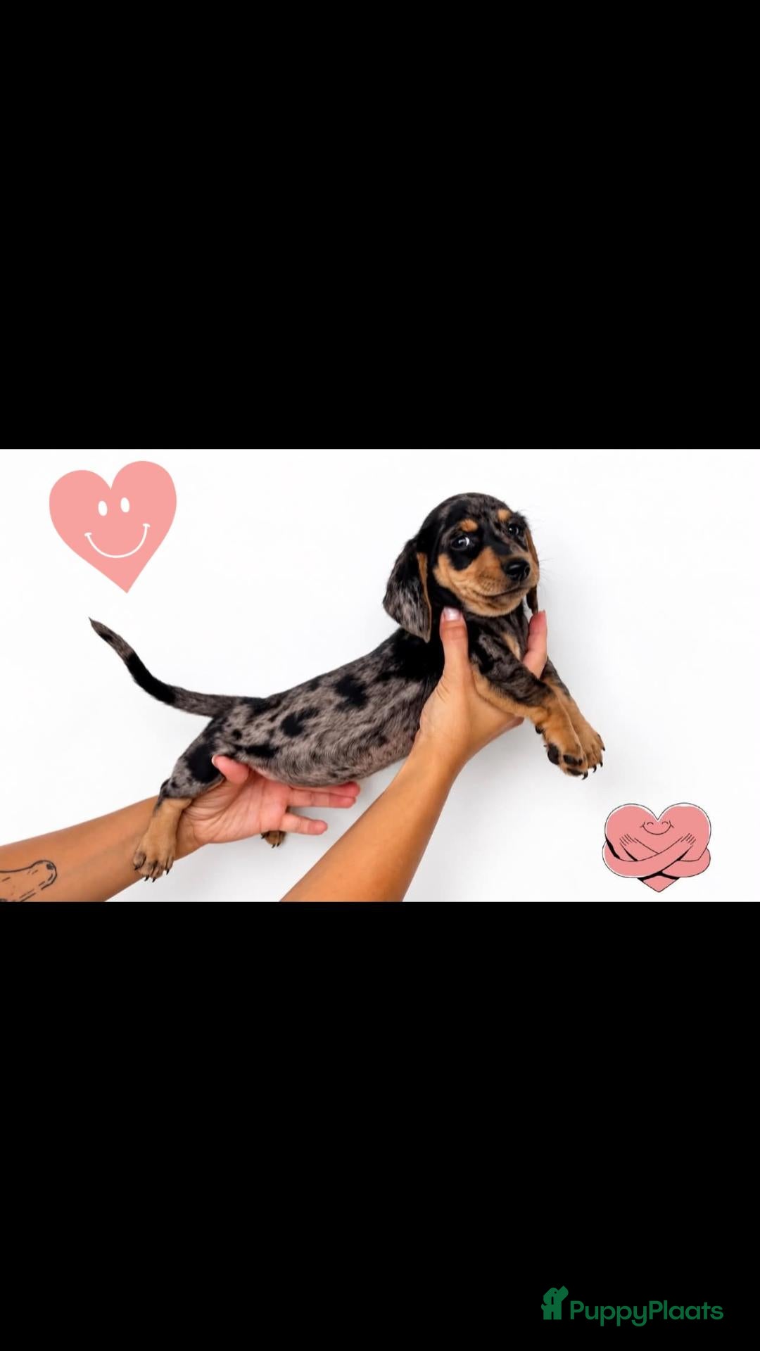 Dwergteckel honden 5 Schattige Miniature Dachshund Prinsesjes 🩷🐾 - Advertentie 2
