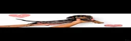 Dwergteckel honden te koop: 5 Schattige Miniature Dachshund Prinsesjes 🩷🐾 - Advertentie 2