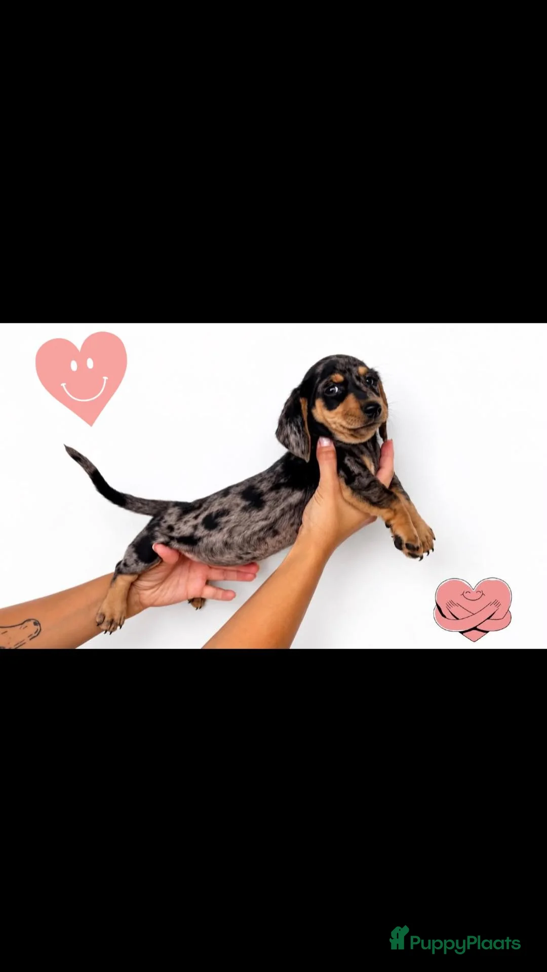 Dwergteckel honden te koop: 5 Schattige Miniature Dachshund Prinsesjes 🩷🐾 - Advertentie 2