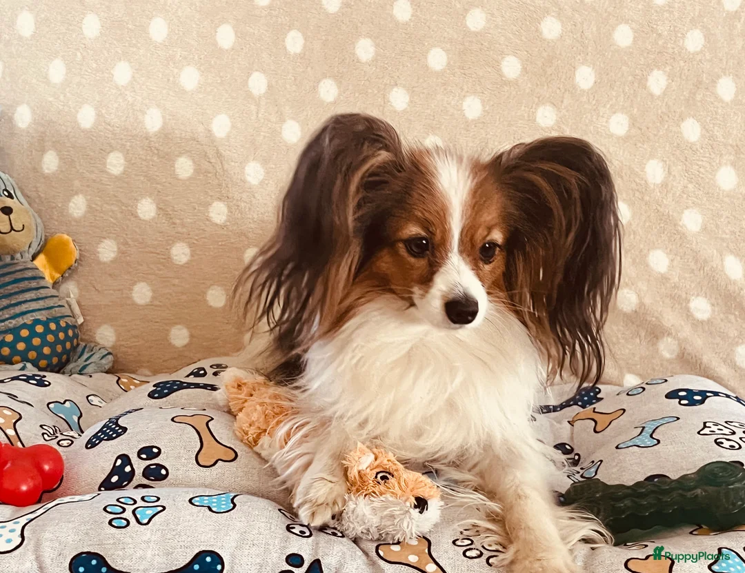 Vlinderhondje honden ter dekking: Nest verwacht eind februari met vlinderpups - Advertentie 7