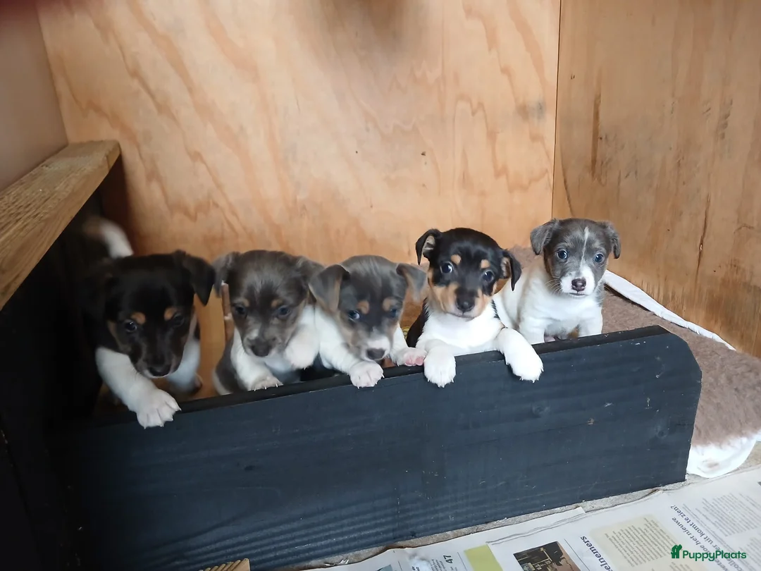 Jack Russel Terriër honden te koop: Jack Russel bleu tan/ zwart wit bruin 03-04-2026 - Advertentie 2