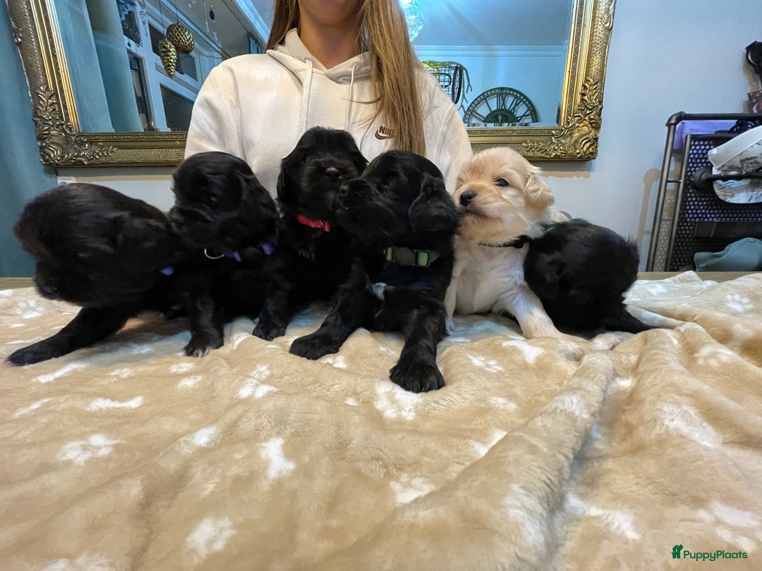 Kruising honden te koop: Boompoo pups, Boomer X Toy poedel - Advertentie 7