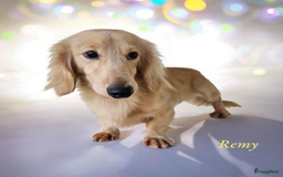 Teckel (korthaar)  honden te koop: De allermooiste dwergteckel pupjes!! - Afbeelding 34