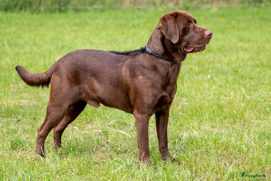 Labrador Retriever honden te koop: Gezonde en liefdevolle labrador pups - Advertentie 20
