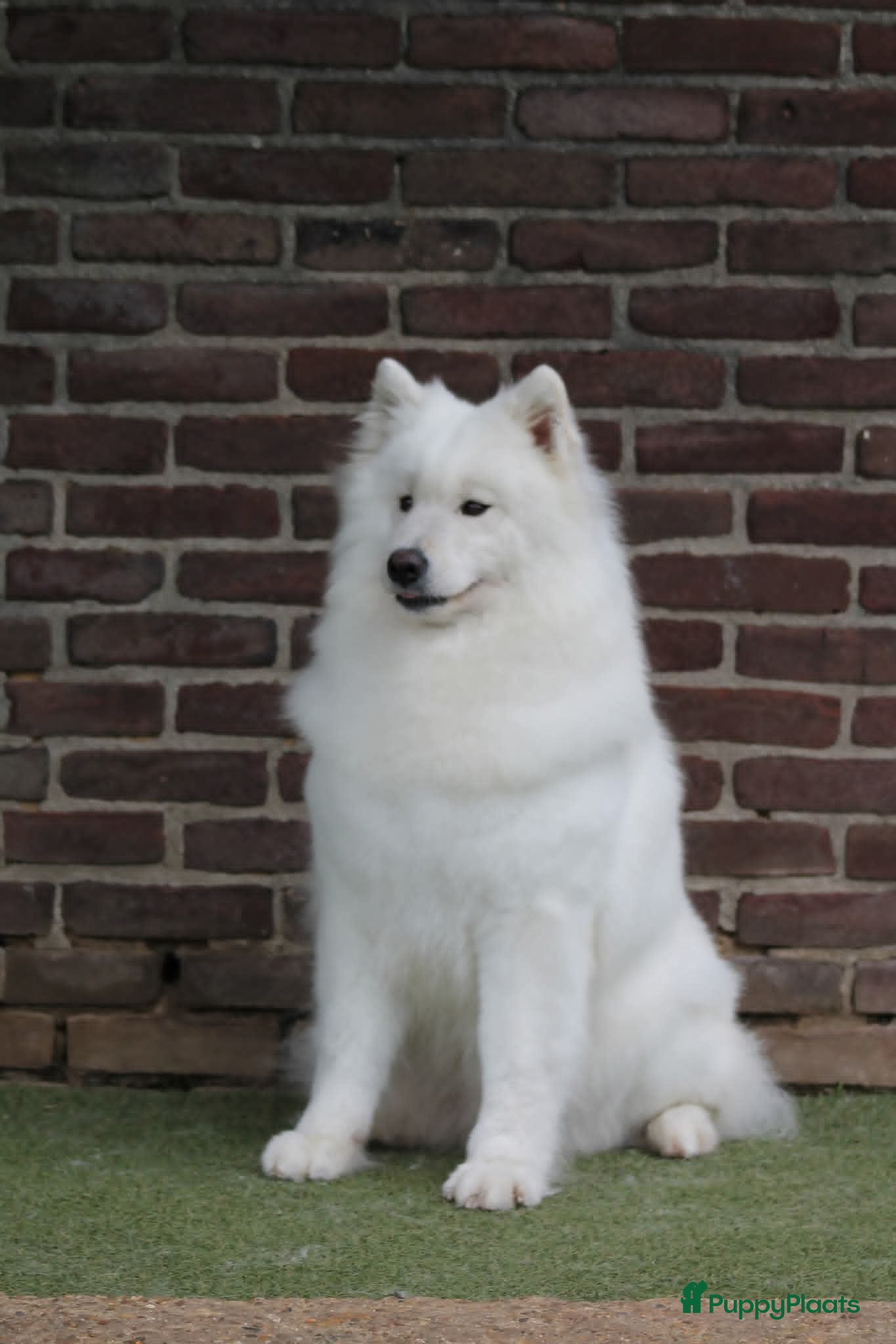 Samojeed honden Pupjes verwacht begin juli. - Advertentie 2