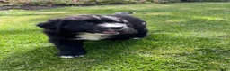 Kruising honden te koop: Lieve pups 3/4 Berner en 1/4 Labrador  - Advertentie 4