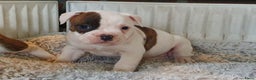 Amerikaanse Bulldog honden te koop: Prachtige Amerikaanse bulldog pups met stamboom - Advertentie 10