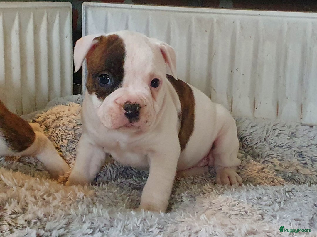 Amerikaanse Bulldog honden te koop: Prachtige Amerikaanse bulldog pups met stamboom - Advertentie 10