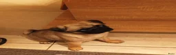 Retromops honden te koop: Mopspups  - Advertentie 4