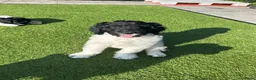 Kruising honden te koop: Kruising pups Doodle x Duitse stadoodle in Broeksterwald - Advertentie 9