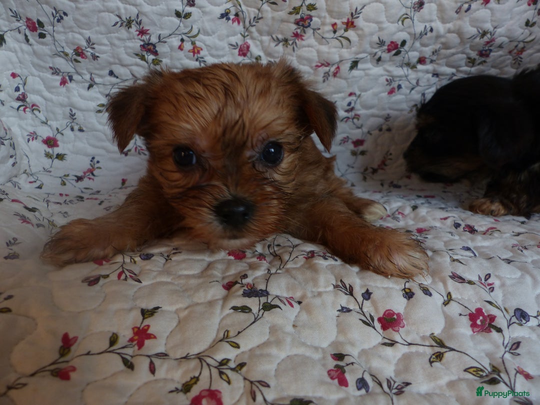 Yorkshire Terriër honden te koop: 5 pups Yorkshire Terrier gezond niet doorgefokt - Advertentie 5