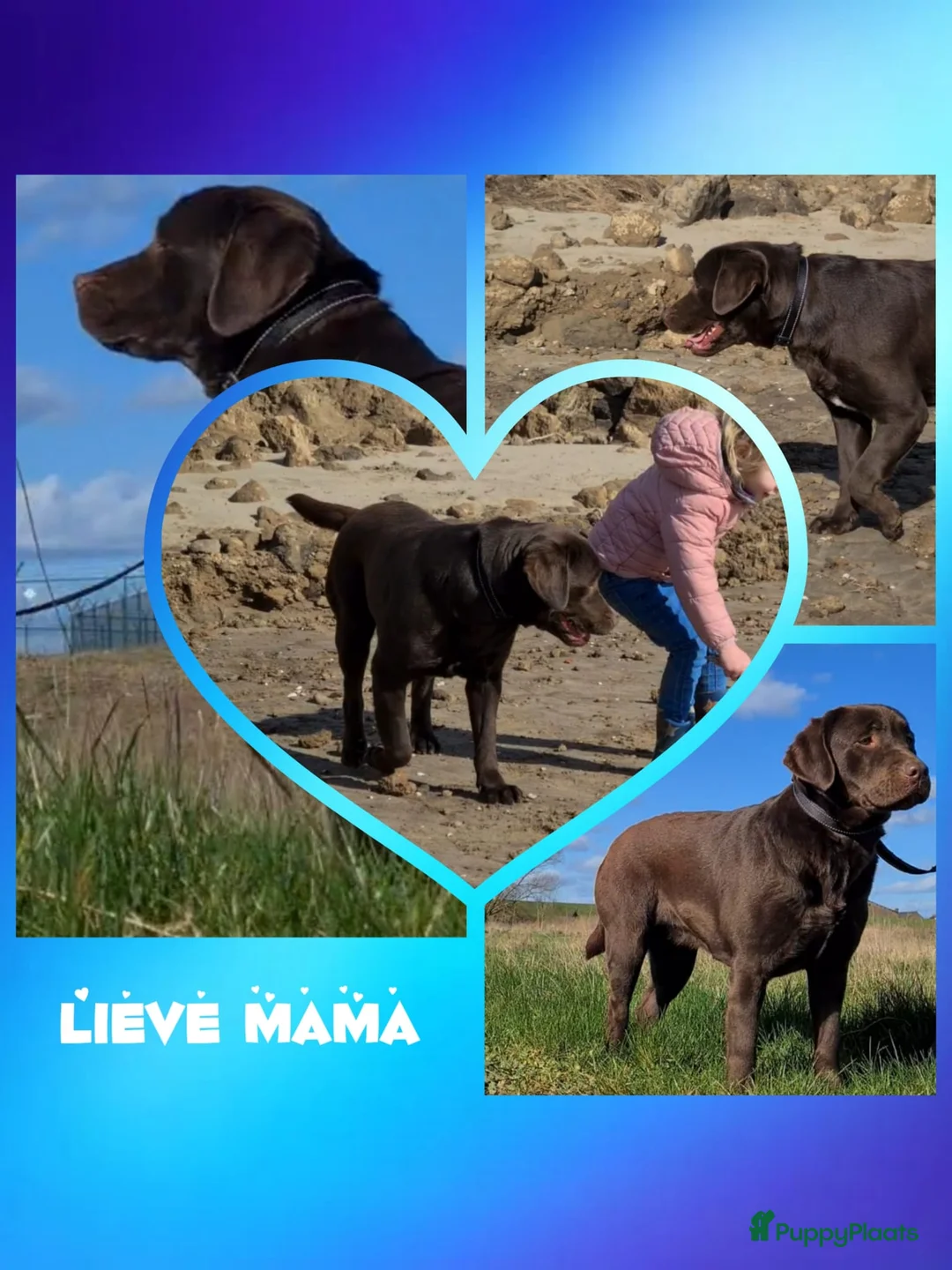 Kruising honden te koop: Unieke Borador pups F1 van Stamboom ouders - Advertentie 4