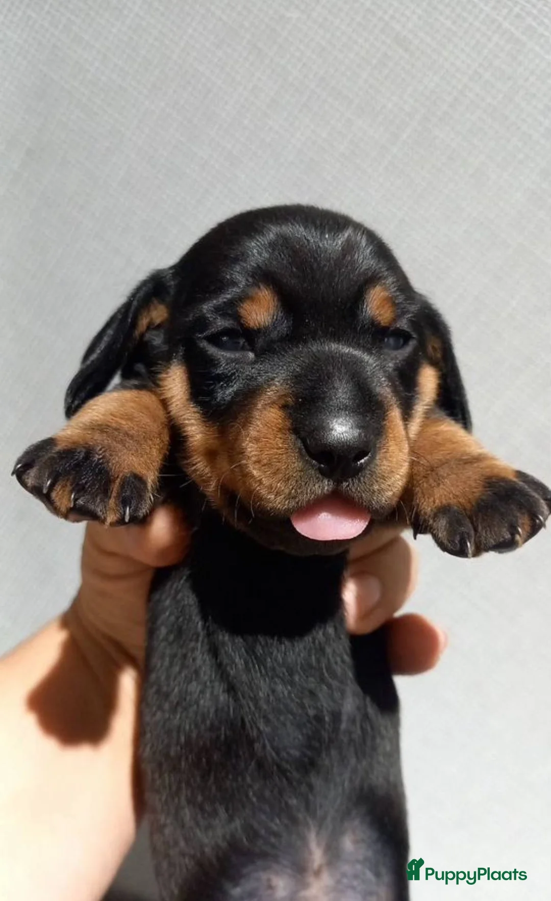 Teckel (korthaar)  honden te koop: Kortharige teckel pups - Advertentie 4