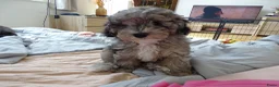 Kruising honden te koop: Prachtige dwerg/toy poedel puppys - Advertentie 29