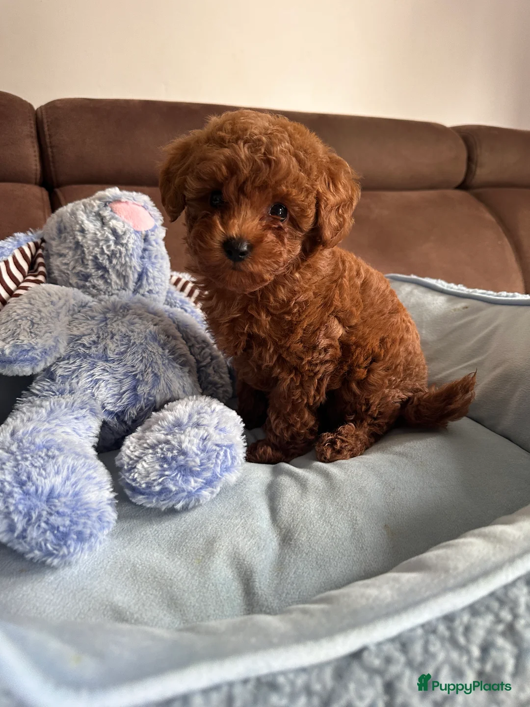 Poedel Toy honden te koop: Toypoedel puppy’s – liefdevolle gezinnen gezocht - Advertentie 9