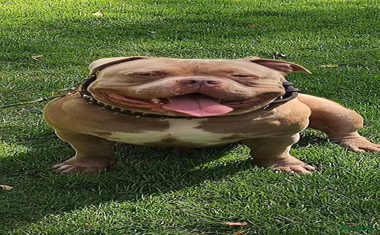 Amerikaanse Bully honden - Advertentie 9