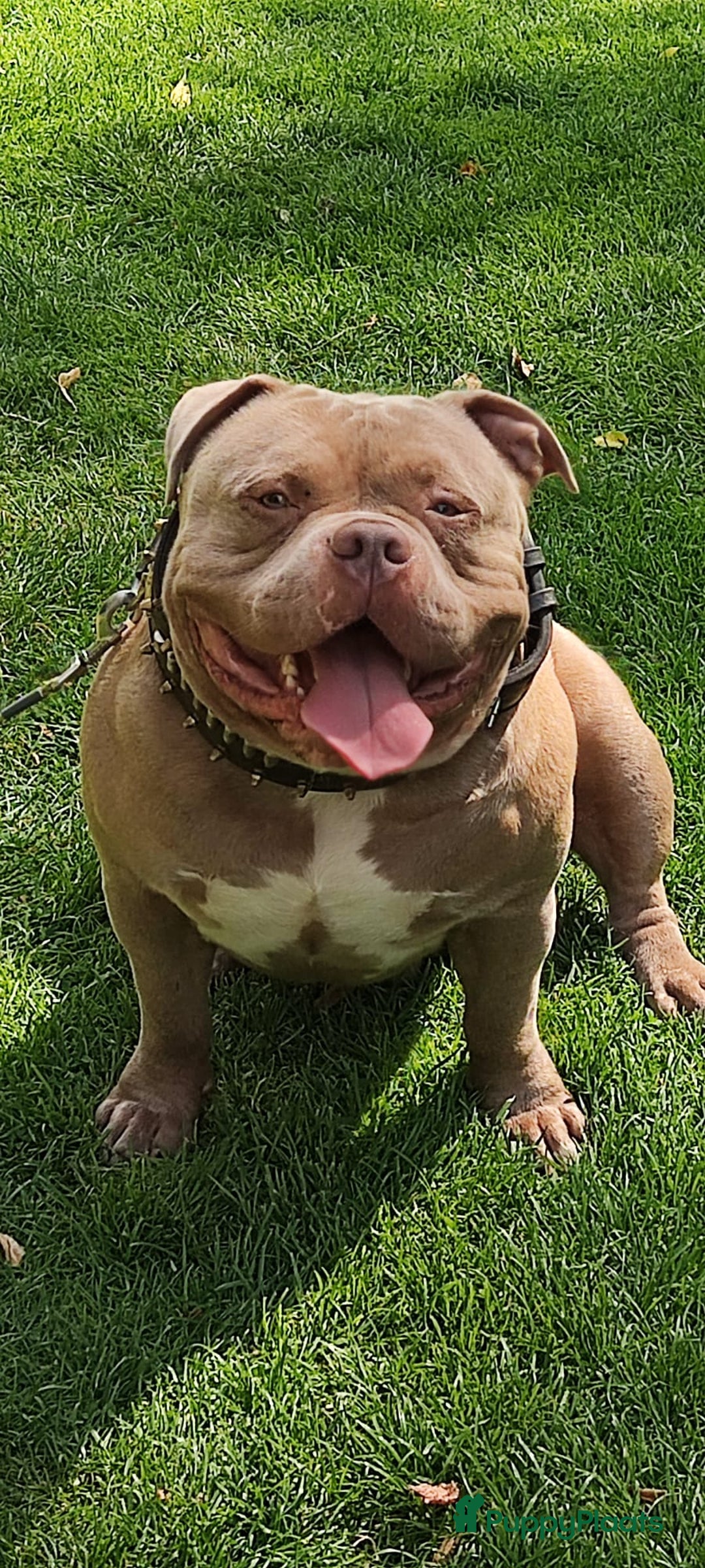 Amerikaanse Bully honden ter dekking: American bully ter dekking aangeboden - Advertentie 8