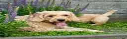 Kruising honden te koop: Leuke boomer pups  - Advertentie 12